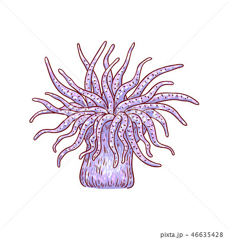 Vector red coral underwater plant sketch icon Vector red coral underwater plant sketch icon 46635428