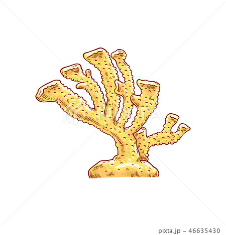 Vector red coral underwater plant sketch icon 46635430