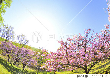 大室山と満開のピンクの桜 大室山と満開のピンクの桜 46636128