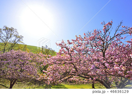 大室山と満開のピンクの桜 大室山と満開のピンクの桜 46636129