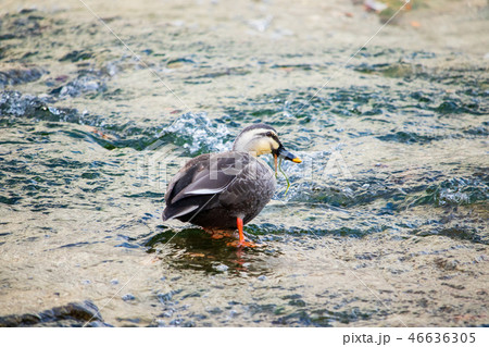 カルガモ アヒル 新しい 46636305