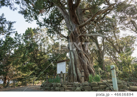 大瀬神社御神木 46636894