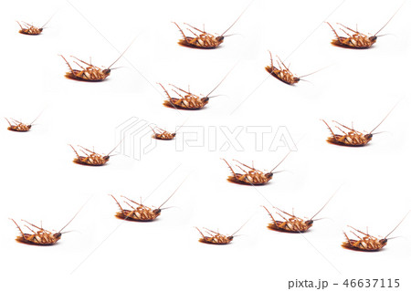 Dead cockroach on white background . Dead cockroach on white background . 46637115