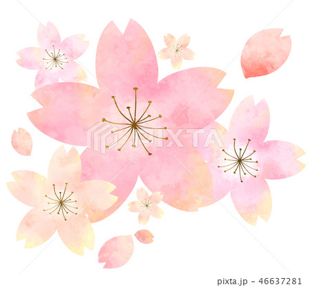 水彩の桜 イラストのイラスト素材