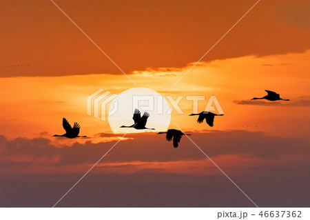 flying flock Common Crane, Hortobagy Hungary flying flock Common Crane, Hortobagy Hungary 46637362