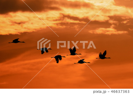 flying flock Common Crane, Hortobagy Hungary 46637363