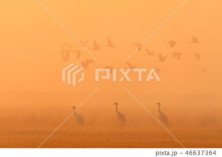 flying flock Common Crane, Hortobagy Hungary flying flock Common Crane, Hortobagy Hungary 46637364