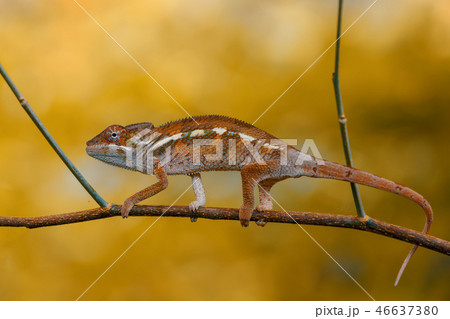 panther chameleon (Furcifer pardalis) 46637380
