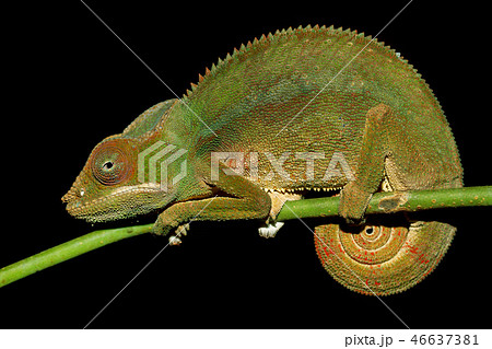 panther chameleon (Furcifer pardalis) 46637381