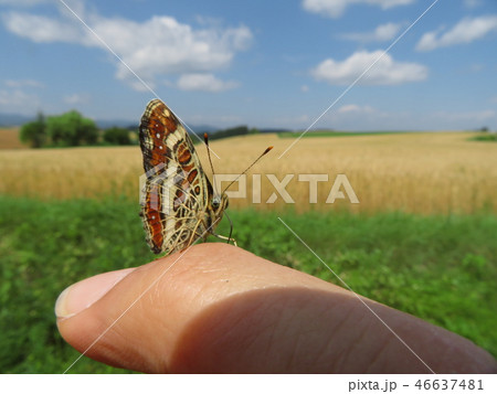 美瑛の丘 ひと休み 46637481