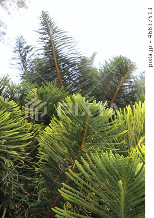 沖縄の南洋杉　沖縄観光 46637513