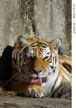 アムールトラ 46637519