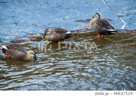 カルガモ アヒル 鳥 46637524