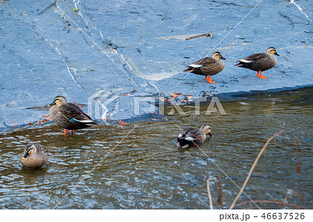 カルガモ アヒル 新しい 46637526