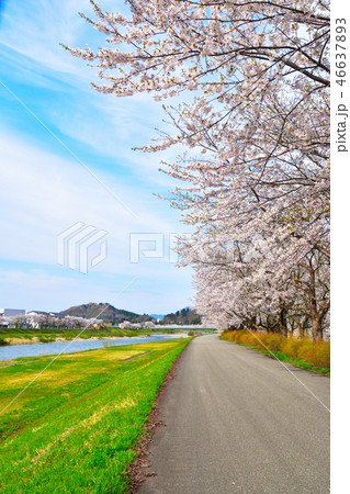 桜景 桧木内川堤 桜景 桧木内川堤 46637893