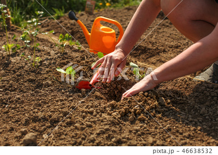Young woman hands planting seedling into ground 46638532
