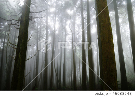 林 森 樹林 46638548