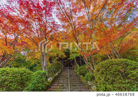 京都 秋の勝持寺 不動堂 京都 秋の勝持寺 不動堂 46638768
