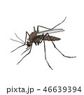 Mosquito. Colorful, isolated on a white background 46639394