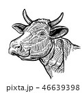 Cow head, in a graphic style 46639398