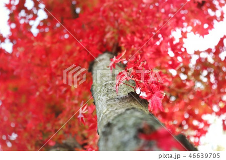 赤 紅葉 秋 46639705