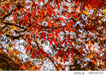Red leaf in winter Red leaf in winter 46639750