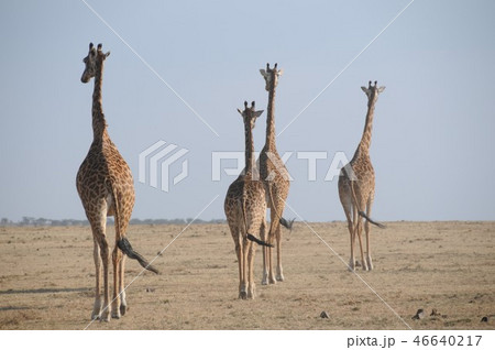 マサイマラ国立保護区、マサイキリン マサイマラ国立保護区、マサイキリン 46640217