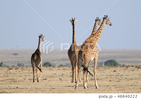 マサイマラ国立保護区、マサイキリン 46640222