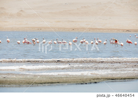 Flamingos  in Paracas, Peru. 46640454