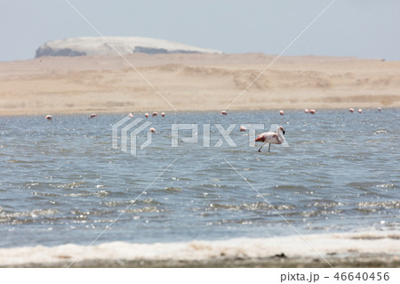 Flamingos  in Paracas, Peru. 46640456