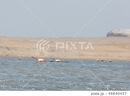 Flamingos  in Paracas, Peru. 46640457