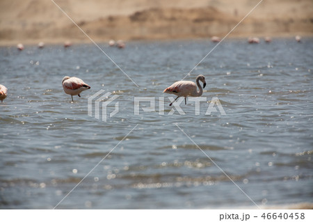 Flamingos  in Paracas, Peru. 46640458