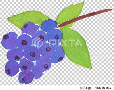 水彩 手描き 果物 ブルーベリーのイラスト素材 46640463 Pixta