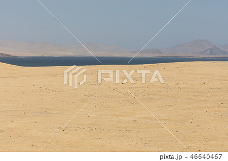 Flamingos  in Paracas, Peru. 46640467
