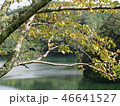 青蓮寺湖 46641527