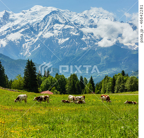 Herd cows on glade and Mont Blanc mountain massif 46642281