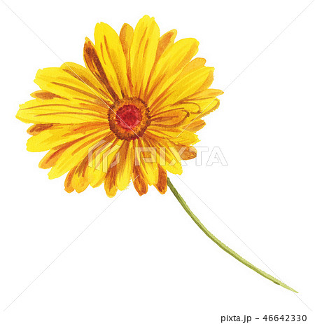 ガーベラpix7のイラスト素材