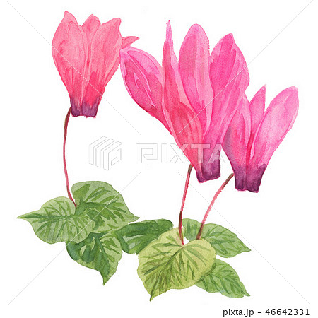 シクラメン181227pix7 46642331