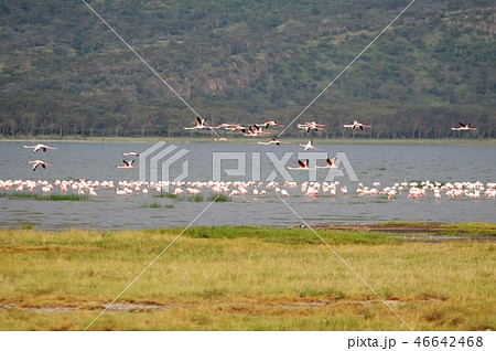 ナクル湖国立公園 フラミンゴ ナクル湖国立公園 フラミンゴ 46642468