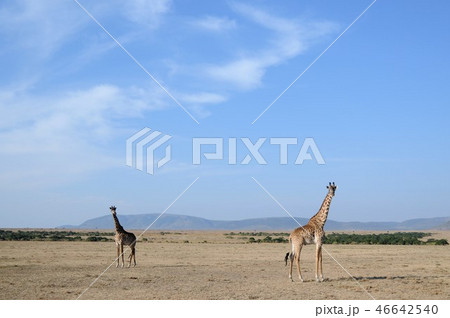 マサイマラ国立保護区、マサイキリン 46642540