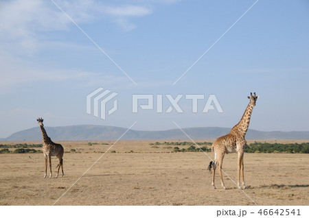 マサイマラ国立保護区、マサイキリン 46642541