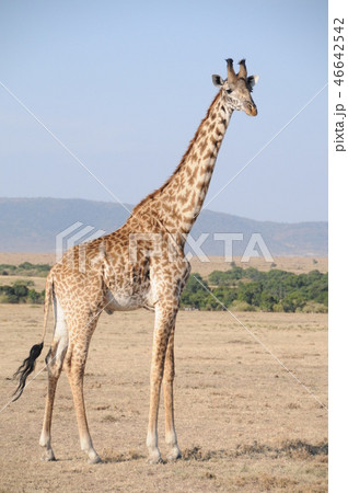 マサイマラ国立保護区、マサイキリン 46642542