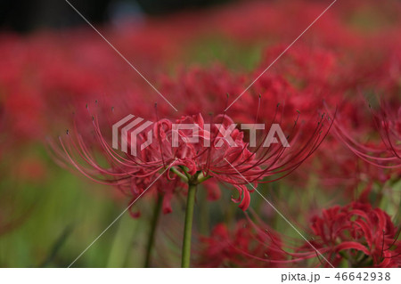 彼岸花　ヒガンバナ　満開　9月花　七ツ森古墳群　 46642938