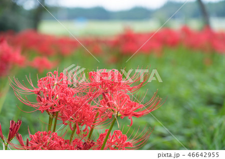 彼岸花　ヒガンバナ　満開　9月花　七ツ森古墳群　 46642955