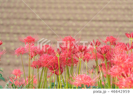 彼岸花　ヒガンバナ　満開　9月花　七ツ森古墳群　 46642959