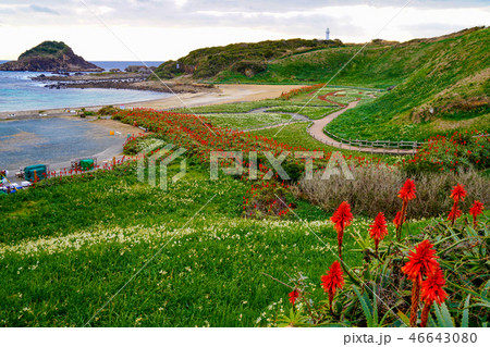 下田 水仙 下田 水仙 46643080