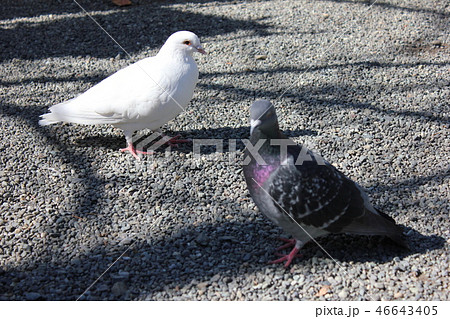 ♪ぽっぽっぽーはとぽっぽー♪♪ ・・・鳩・・・の写真素材