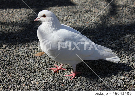 ♪ぽっぽっぽーはとぽっぽー♪♪ ・・・鳩・・・の写真素材