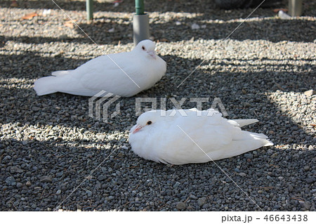 ♪ぽっぽっぽーはとぽっぽー♪♪ ・・・鳩・・・の写真素材