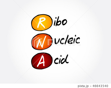 RNA - Ribonucleic acid, acronym RNA - Ribonucleic acid, acronym 46643540